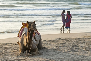 Togetherness Prints: Two girls on beach at dusk, camel waiting, Ganpatipule, Karnataka, India, Asia