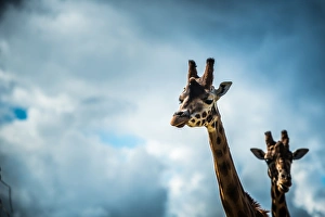 Headshot Prints: Girraffe (Giraffa camelopardalis) in captivity, United Kingdom, Europe