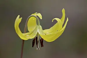 Lily Prints: Glacier lily (dogtooth violet) (Erythronium grandiflorum)