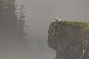 Glacous-winged gulls (Larus glaucescens) perched on a cliff in the mist, Valdez, Alaska Glacous-winged gulls (Larus glaucescens) perched on a cliff in the mist, Valdez, Alaska