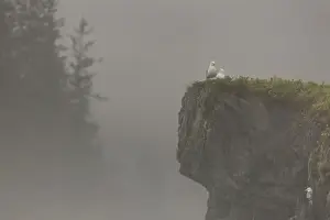 Valdez Prints: Glacous-winged gulls (Larus glaucescens) perched on a cliff in the mist, Valdez, Alaska