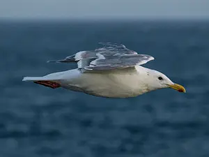 Alaska Prints: Glaucous-winged gull in flight over the water in Alaska