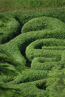 Maze Prints: Glendurgan Maze, Cornwall, England, United Kingdom, Europe