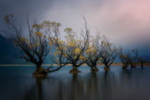 New Zealand Culture Prints: Glenorchy willow trees in autumn, Glenorchy, South Island, New Zealand, Pacific