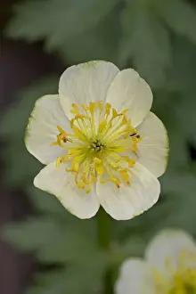 Globeflower (Trollius laxus), Shoshone National Forest, Wyoming, United States of America
