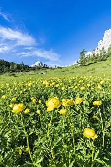 South Tyrol Prints: Globeflowers (Trollius europaeus) buttercup type flowers (Bottondoro