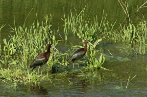 Two Birds Prints: Glossy ibis, Lesbos Island, Greece, Europe