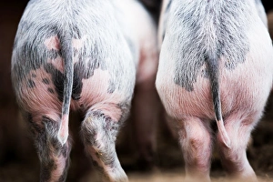 Spotted Prints: Gloucestershire spot pigs, United Kingdom, Europe