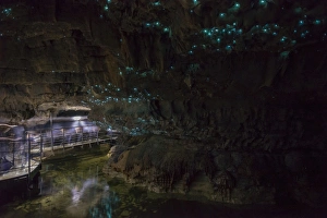Natural Phenomenon Prints: Glow worms in Waitomo Caves, Waikato Region, North Island, New Zealand, Pacific