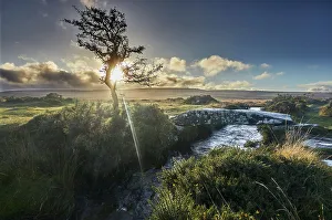 Back Lit Prints: A gnarled old hawthorn tree silhouetted by the setting sun