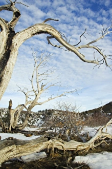 Mesa Verde Prints: Gnarled old tree trunk in Mesa Verde National Park