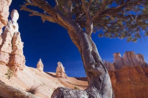 Hoodoo Prints: A gnarled tree trunk among the colourful pinnacles