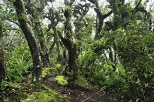 Images Dated 24th May 2010: Gnome Forest, Mount Taranaki National Park (Mount Egmont National Park)