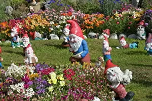Images Dated 3rd March 2009: Gnomes, Port Stanley, Falkland Islands, South America