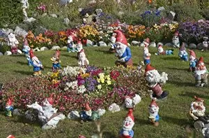 Images Dated 3rd March 2009: Gnomes, Port Stanley, Falkland Islands, South America