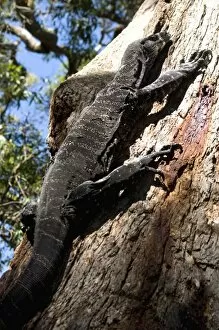 Goanna (Lace Monitor) (Varanus varius) lizard, around 2m long, up a tree