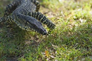 One Reptile Prints: Goanna, Queensland, Australia, Pacific