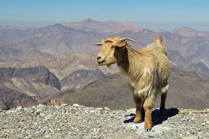 Goat with Al Hajar Mountains (Oman Mountains) in the background, close to Jebel Shams Canyon, Oman, Middle East