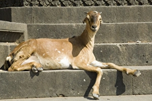 One Animal Only Prints: Goat on the ghats below Ahilya Fort