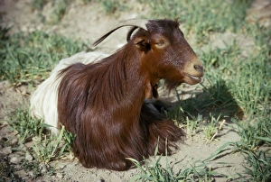 Goat Prints: Goat, Iran