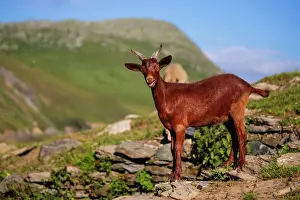 Outcrop Prints: Goat, Savoie, Auvergne Rhone-Alpes, France, Europe