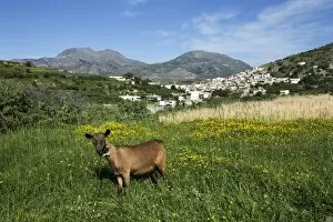 Images Dated 17th April 2008: Goat in spring meadow, Agios Stefanos, near Pefki, Lasithi region, Crete, Greek Islands, Greece