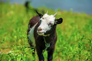 Pasture Prints: Goat standing in a green field near the XinAn River in WuFuShan Village