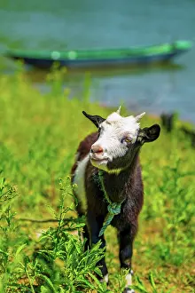 Freshness Prints: Goat stands in the field near water with a boat in the background at XinAn River in Huangshan Anhui Province