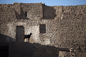 Goat Prints: A goat stands among the ruins of the mud-brick city of Al-Qasr, Dakhla Oasis