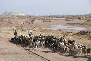 Goatherds driving flock of goats back to village, Hormoz Island, off Bandar Abbas