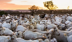 Horned Prints: Goats in Andalucia, Spain, Europe