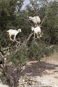 Essaouira Prints: Goats up Argan tree, near Essaouira, Morocco, North Africa, Africa