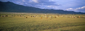 Goat Prints: Goats and cattle