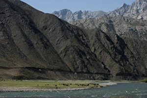 Farm Animal Prints: Goats graze along the riverbank of the Panjshir River in Afghanistan, Asia