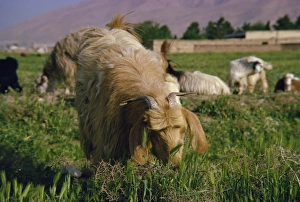 Goat Prints: Goats and sheep