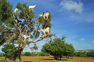 Moroccan Gallery: Goats on tree, Morocco, North Africa, Africa