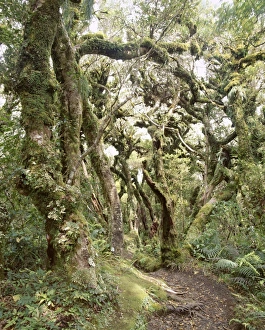 Taranaki Prints: Goblin Forest