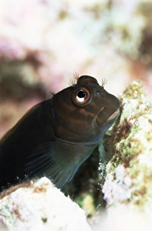 Goby lives in holes in coral