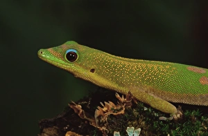 Cut Out Prints: Gold dust day gecko (Phelsuma laticauda)