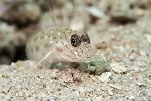 Images Dated 26th May 2008: Gold speckled shrimp goby (Ctenogobiops pomastictus), Sulawesi, Indonesia, Southeast Asia, Asia