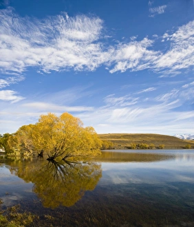 Southern Lakes Prints: Golden autumn tree reflection in still morning water