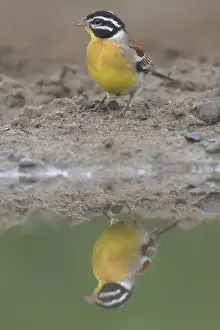 Reflective Prints: Golden-breasted bunting (Emberiza flaviventris) reflecting in Pond
