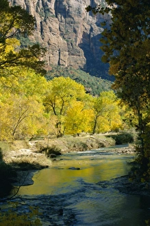 Virgin River Prints: Golden cottonwood trees on banks of the Virgin River