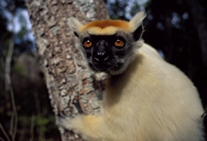 Golden-crowned Sifaka (Propithecus tattersalli), an endangered species