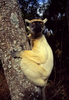 Golden-crowned Sifaka (Propithecus tattersalli), an endangered species