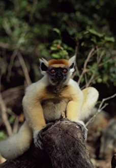 Golden-crowned Sifaka (Propithecus tattersalli), an endangered species