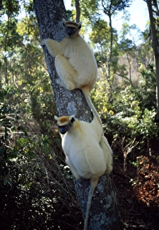 Sifaka Prints: Golden-crowned Sifakas (Propithecus tattersalli), an endangered species