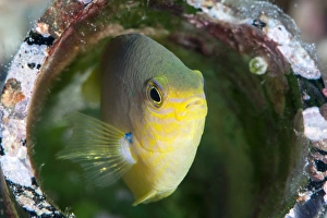 Images Dated 2nd June 2008: Golden damsel fish (Amblyglyphidodon aureus) in a coral encrusted bottle, Sulawesi, Indonesia
