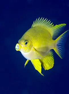 Fiji Prints: Golden damselfish (Amblyglyphidodon aureus) a zoo plankton feeding coral reef fish