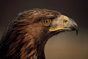 Eagle Prints: Golden eagle